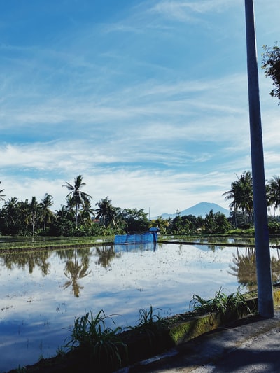 Green palm trees near the waters under the blue sky during the day
